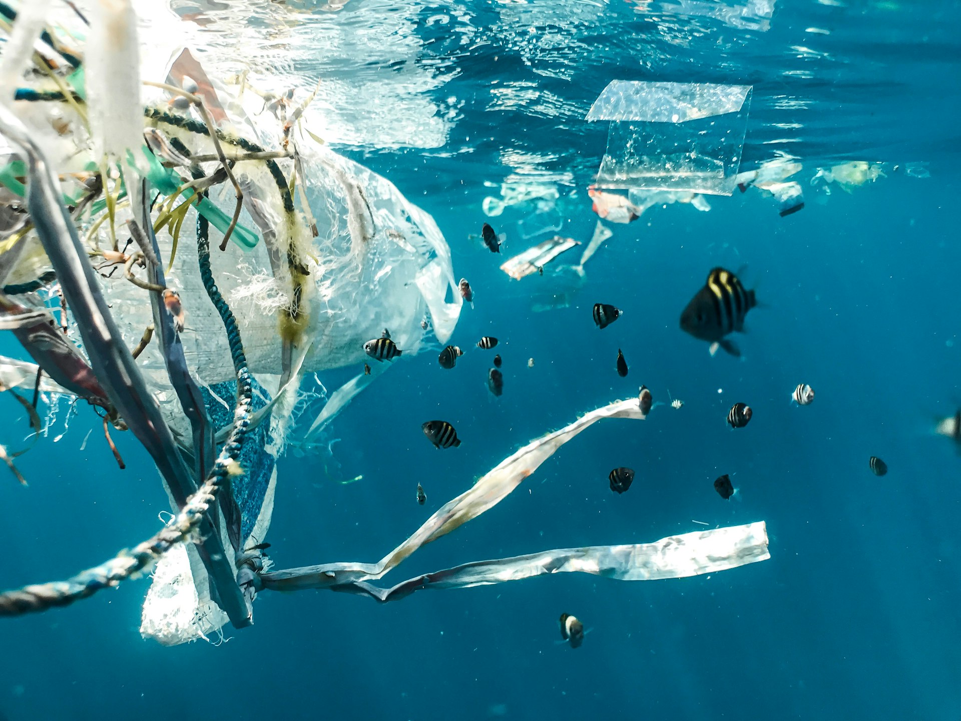Pollution plastique sous-marine